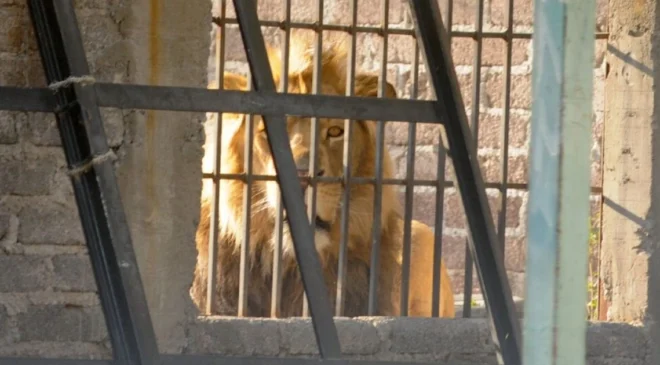 Encuentran un león en vivienda abandonada de Matamoros