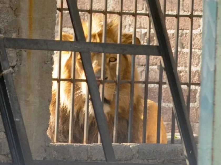 Hallan león en vivienda abandonada de Matamoros, Tamaulipas. Foto: Cuartoscuro