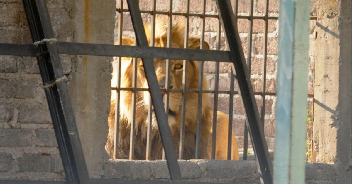 Hallan león en vivienda abandonada de Matamoros, Tamaulipas. Foto: Cuartoscuro
