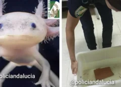 Autoridades de España rescatan 29 ajolotes mexicanos; eran vendidos ilegalmente