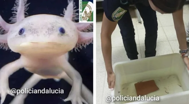 Autoridades de España rescatan 29 ajolotes mexicanos; eran vendidos ilegalmente