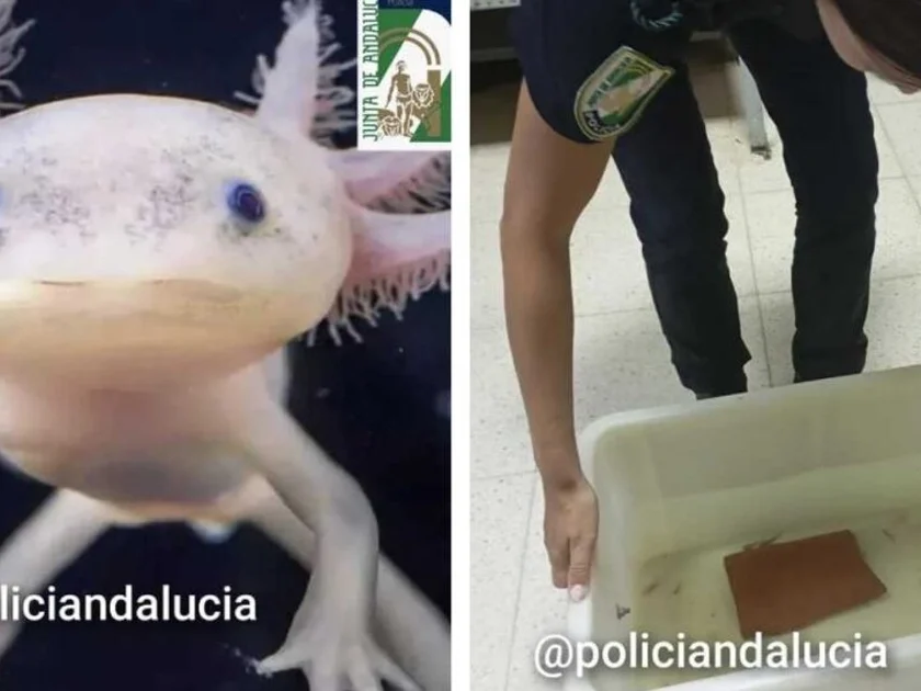 Ajolote mexicano. Foto: Policía Nacional Adscrita de Andalucía