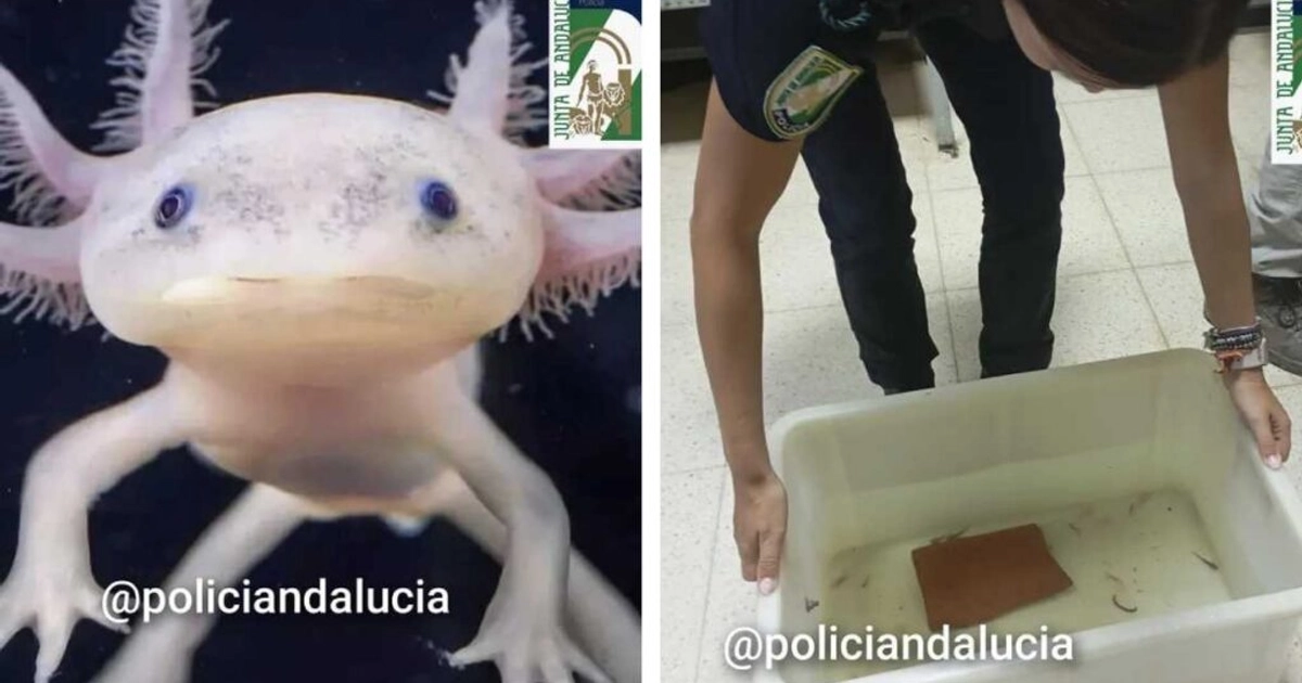 Ajolote mexicano. Foto: Policía Nacional Adscrita de Andalucía