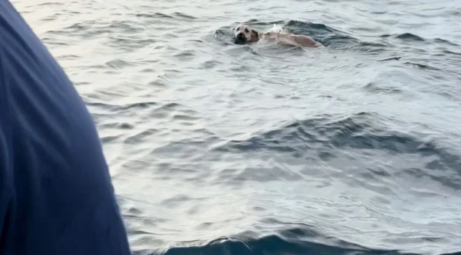 Así rescató un pescador a un perro que nadaba en mar abierto en México