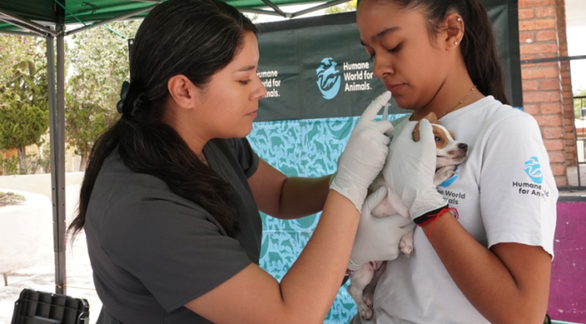 Prevenir para proteger: acciones para mantener a México libre de rabia