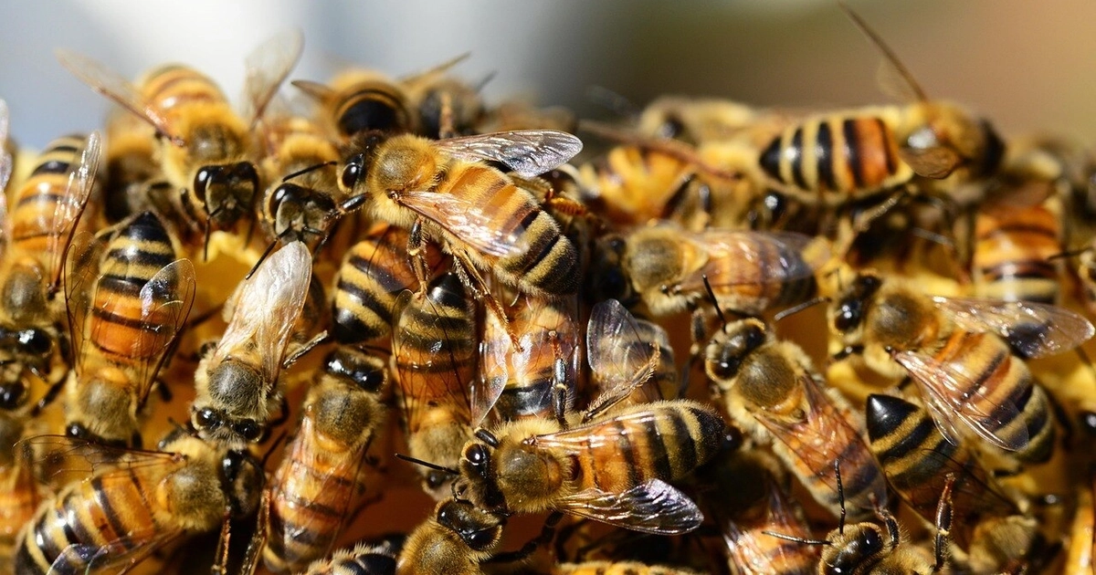 Los estudiantes afectados fueron valorados por paramédicos; ninguno presentó lesiones de gravedad tras el ataque de abejas. - crédito Pixabay