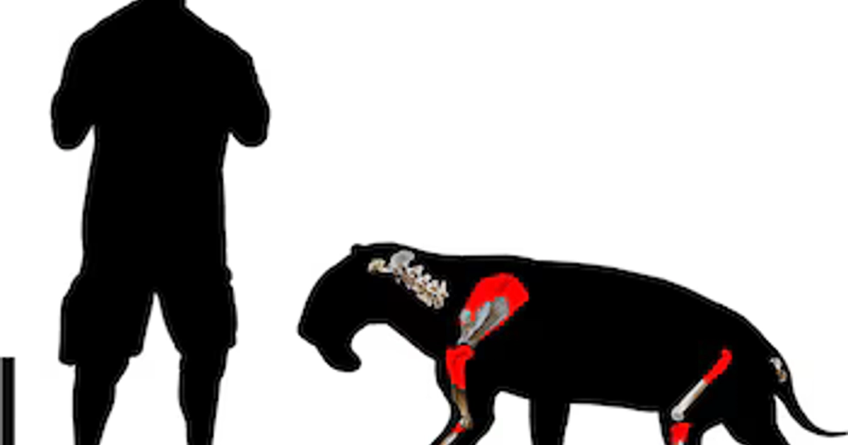 Siluetas negras de un hombre y un animal extinto sobre fondo blanco con esquemas de huesos fósiles resaltados en color rojo