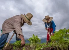 Programas para el Bienestar del Campo se entregan a 13 millones de productoras y productores en 2 mil 470 municipios del país en beneficio de la soberanía alimentaria