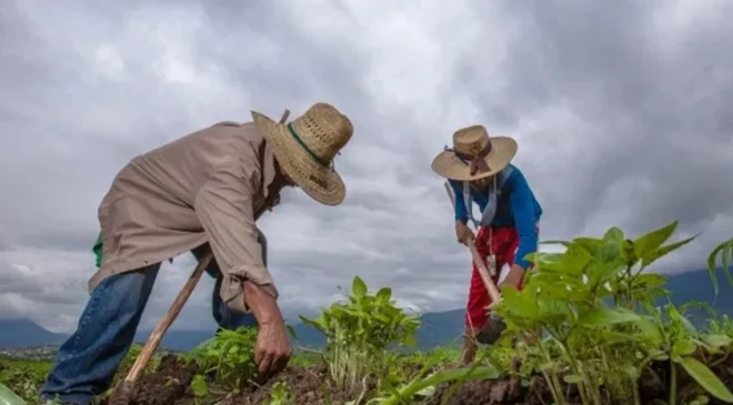 Programas para el Bienestar del Campo se entregan a 13 millones de productoras y productores en 2 mil 470 municipios del país en beneficio de la soberanía alimentaria