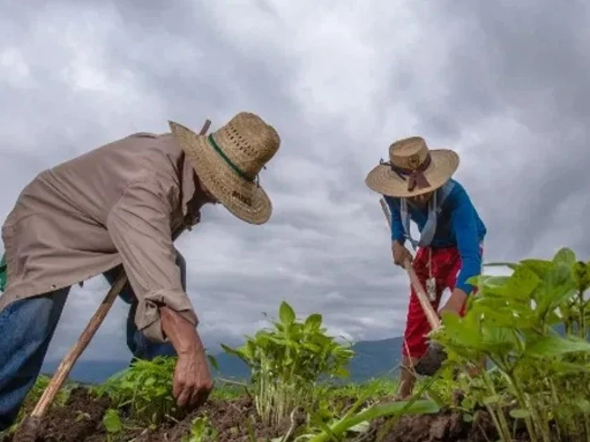 Programas para el Bienestar del Campo se entregan a 13 millones de productoras y productores en 2 mil 470 municipios del país en beneficio de la soberanía alimentaria