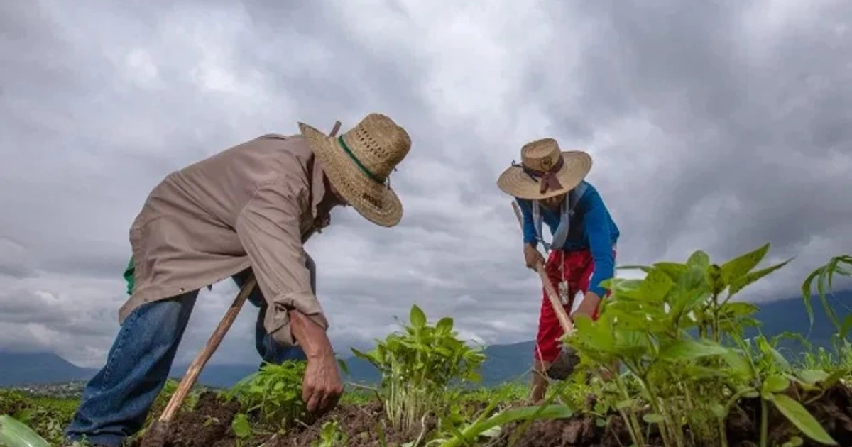 Programas para el Bienestar del Campo se entregan a 13 millones de productoras y productores en 2 mil 470 municipios del país en beneficio de la soberanía alimentaria