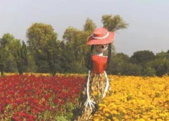 Productores de flor de Días de Muertos en Tlaxcoapan ya cultivan las flores de temporada para tenerlas listas a finales de octubre