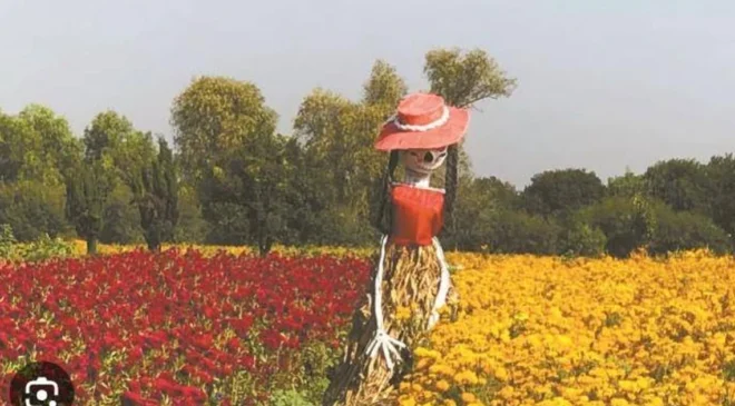 Productores de flor de Días de Muertos en Tlaxcoapan ya cultivan las flores de temporada para tenerlas listas a finales de octubre