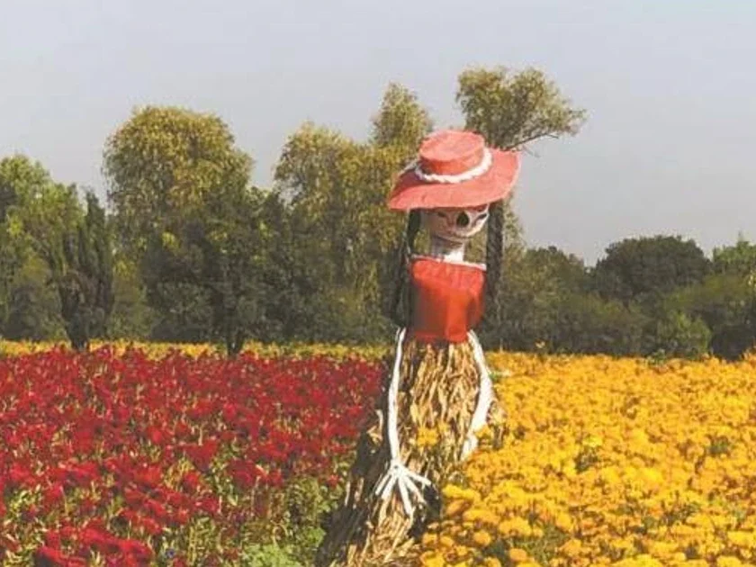 Productores de flor de Días de Muertos en Tlaxcoapan ya cultivan las flores de temporada para tenerlas listas a finales de octubre