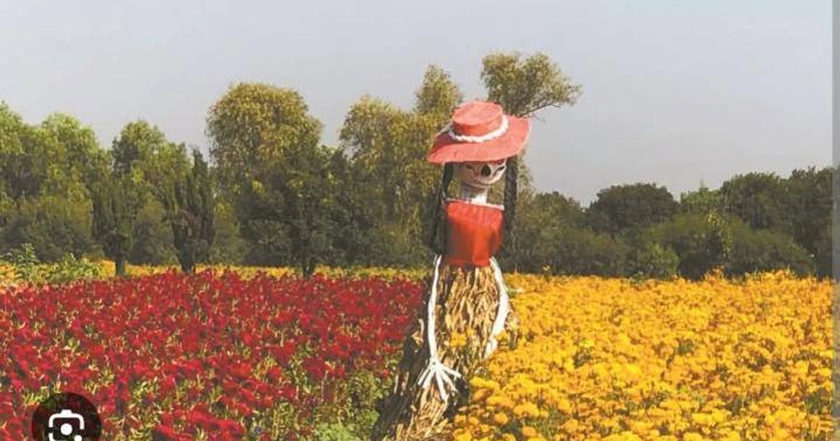 Productores de flor de Días de Muertos en Tlaxcoapan ya cultivan las flores de temporada para tenerlas listas a finales de octubre