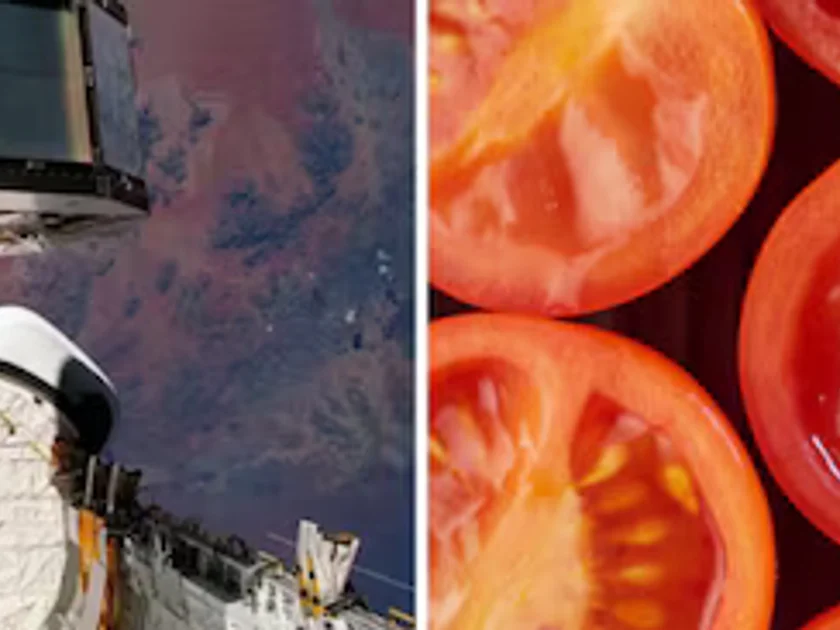 La NASA recuperó en 1990 semillas de tomate Rutgers que pasaron casi seis años en órbita dentro de la Instalación de Exposición de Larga Duración (NASA)