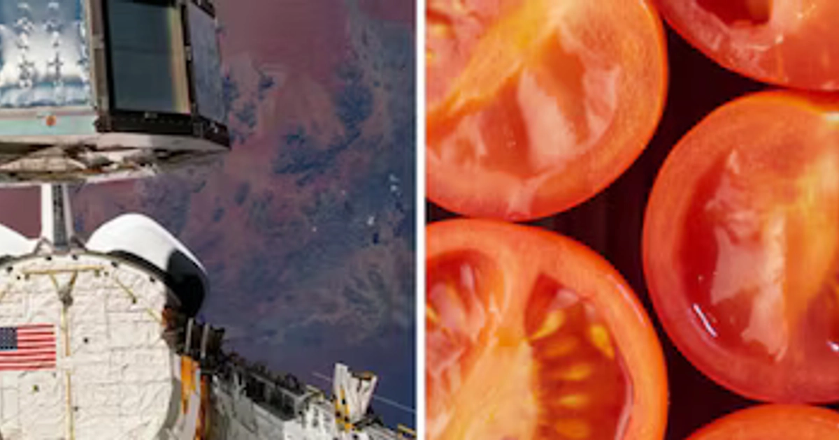 La NASA recuperó en 1990 semillas de tomate Rutgers que pasaron casi seis años en órbita dentro de la Instalación de Exposición de Larga Duración (NASA)
