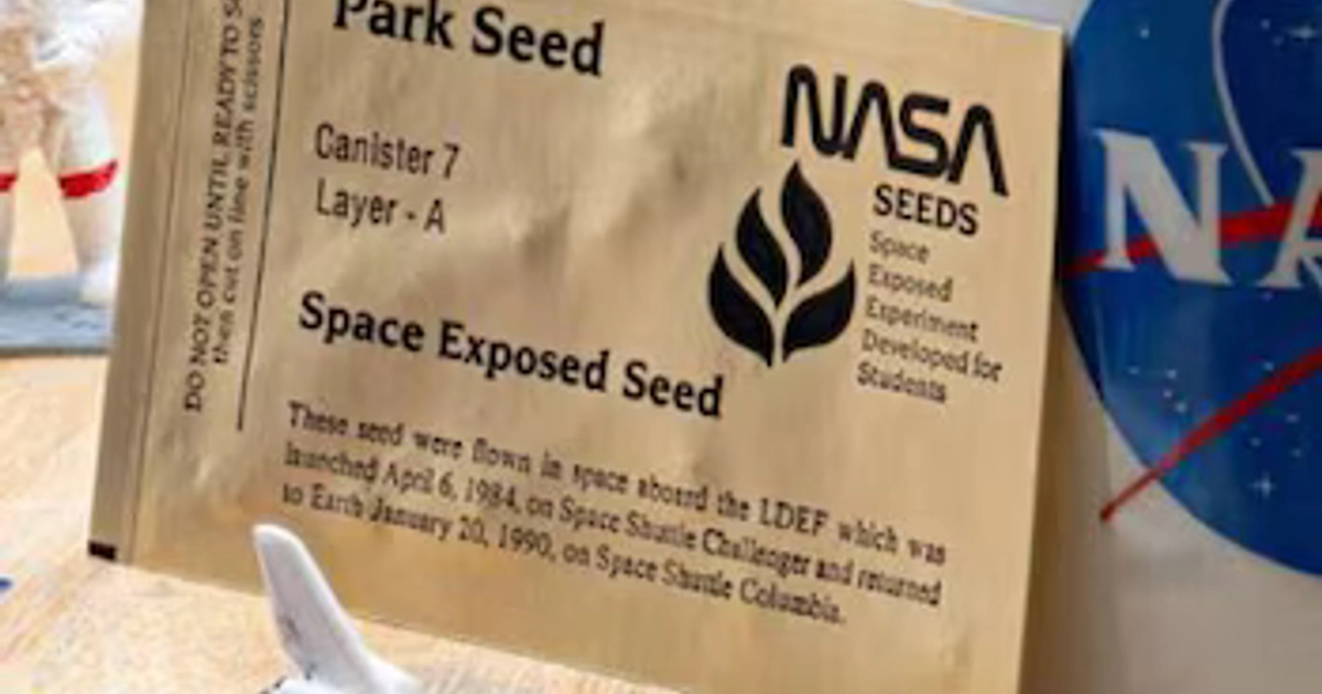 Las semillas que viajaron fuera de la atmósfera tardaron ocho días en germinar, las de control necesitaron un promedio de 8,3 días (NASA)
