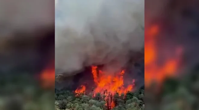 Alerta en Baja California Sur: Feroz incendio obliga a evacuar viviendas en Heroica Mulegé