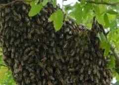 Ataque de abejas deja 14 estudiantes heridos en secundaria de Coyoacán