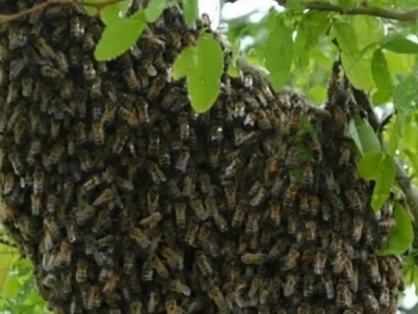 Un ataque de abejas dejó 14 estudiantes con picaduras en una secundaria de la alcaldía Coyoacán durante el regreso a clases.