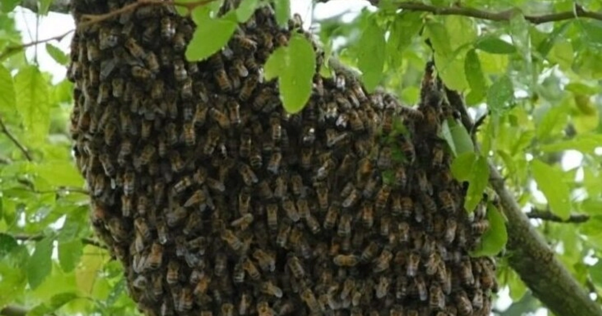 Un ataque de abejas dejó 14 estudiantes con picaduras en una secundaria de la alcaldía Coyoacán durante el regreso a clases.