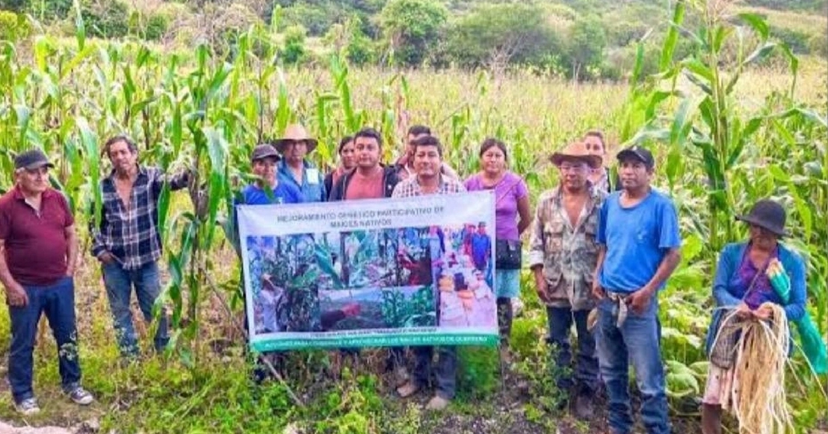 Zona de desastre sequía Guerrero campo (especial)