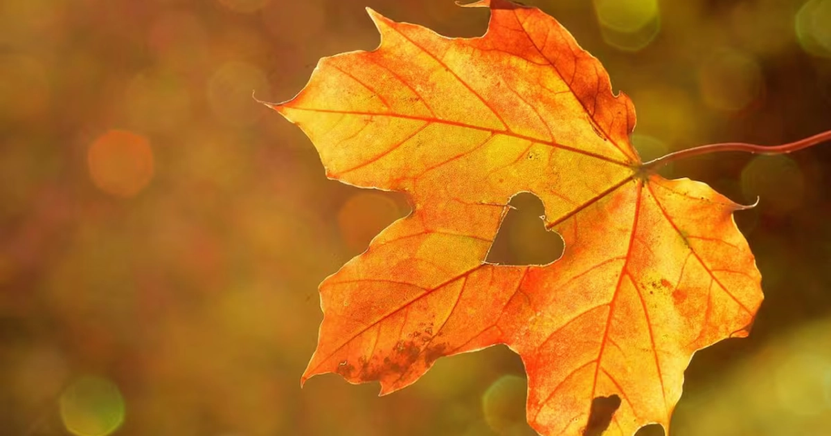 Equinoccio de otoño 2026. Fuente: Pixabay