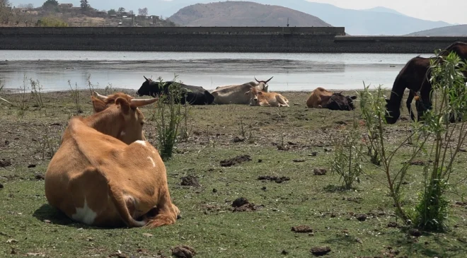 La sequía golpea al campo y deja 700 hectáreas de cultivos de maíz dañadas