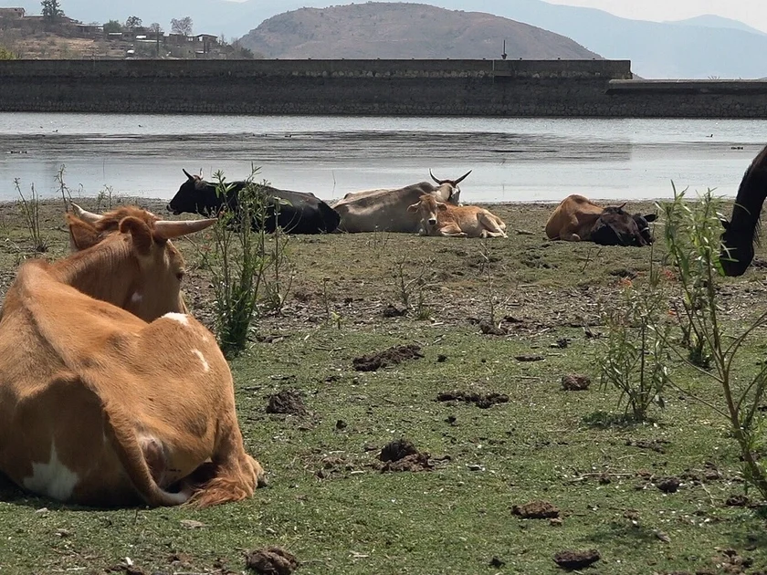 Sequía afecta cultivos de maíz en el Edomex y campo de Guerrero (EFE/Jesús Méndez)