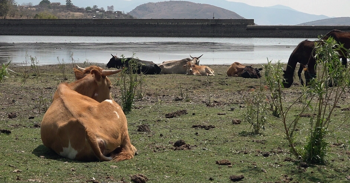 Sequía afecta cultivos de maíz en el Edomex y campo de Guerrero (EFE/Jesús Méndez)