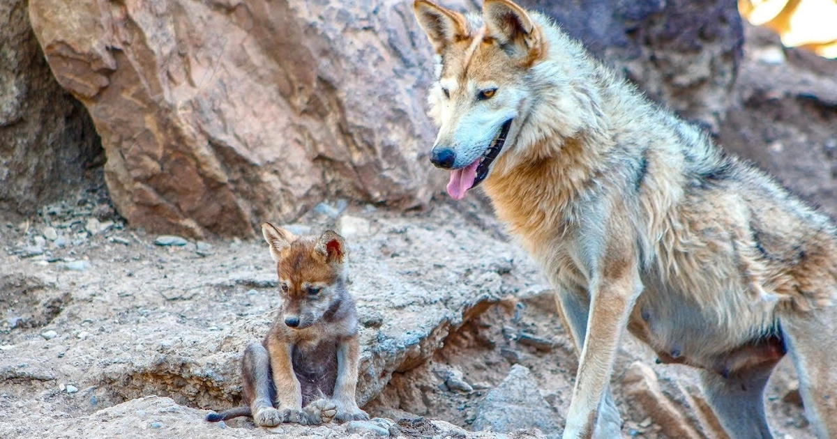 El lobo gris mexicano está en peligro de extinción. (Foto: Archivo)