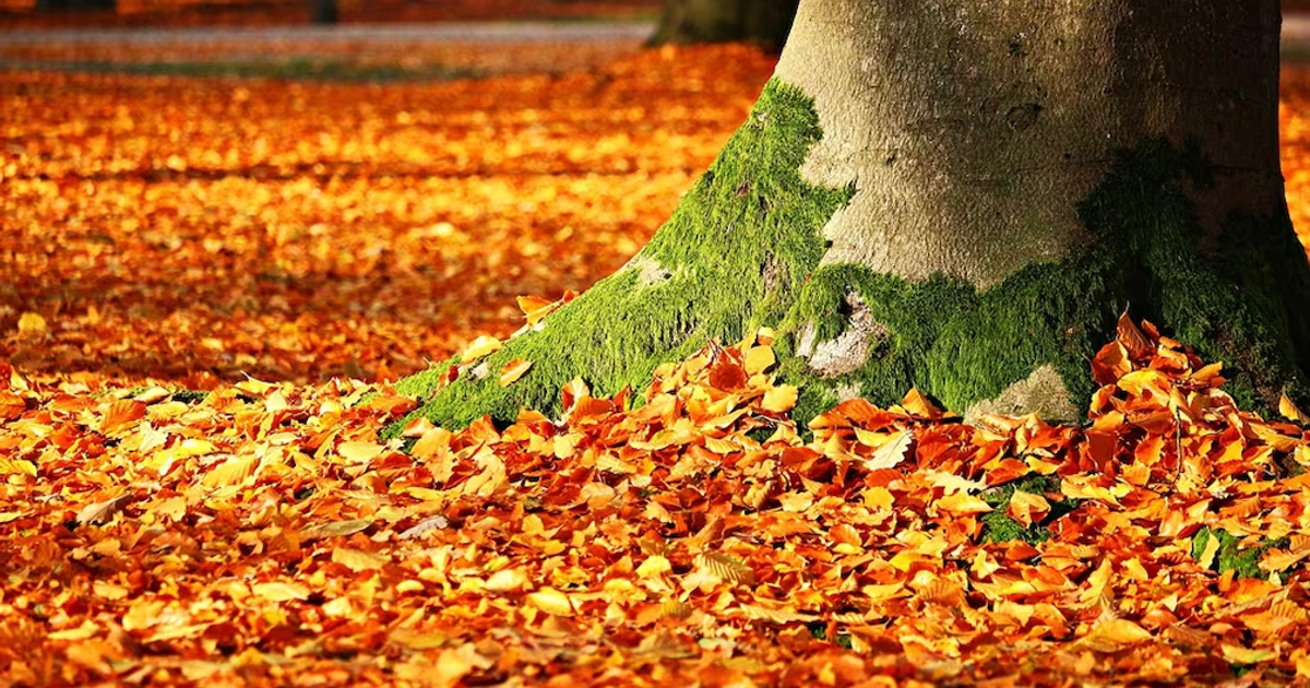 ¿Qué es el equinoccio de otoño y por qué ocurre?Aquí te lo decimos. Foto: Pixabay