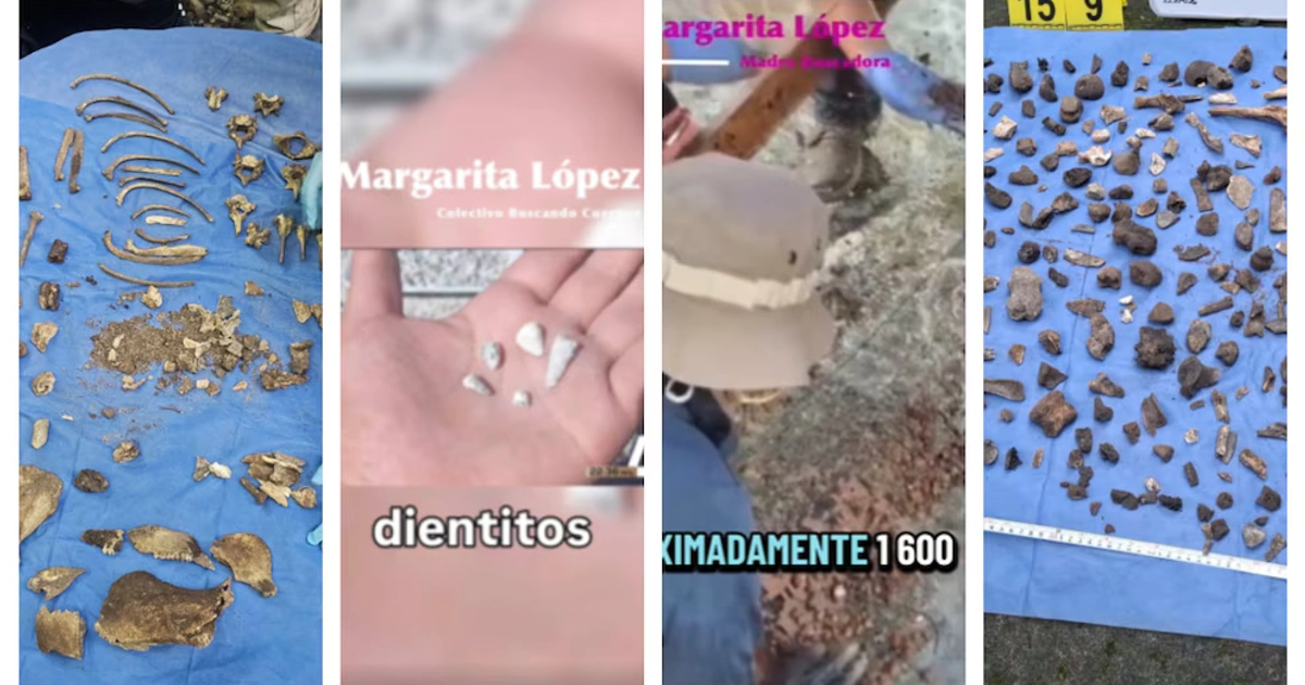 En un campo de exterminio en Zacapu, Michoacán, fueron hallados dientes de aproximadamente 80 niños debido a que peritos determinaron que los dientitos de leche eran pequeños y pertenecían a niños menores de 12 años encontrados desde 2021 Foto: Colectivo Buscando cuerpos