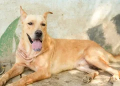 Rescatan en Nuevo León a «Franky», perrito con severas lesiones por maltrato animal
