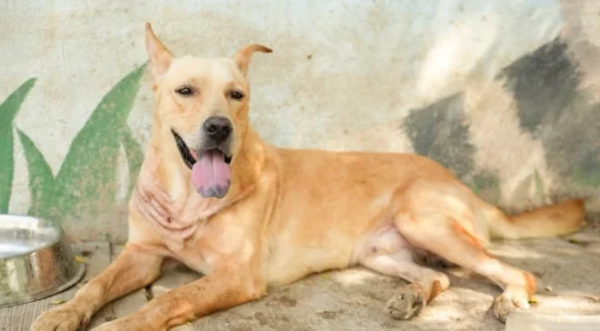 Rescatan en Nuevo León a «Franky», perrito con severas lesiones por maltrato animal