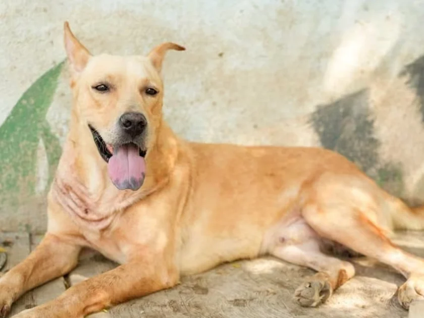 "Franky" fue trasladado a El Cairo Centro de Bienestar Animal, donde recibió atención veterinaria y fue sometido a una cirugía para retirar la cadena que se había incrustado en su piel. Foto: Especial.