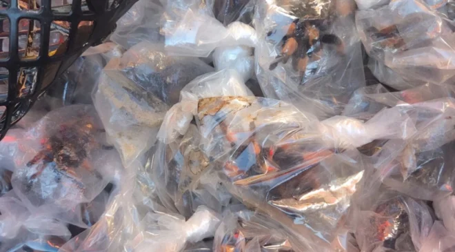 Rescatan a 75 tarántulas en bolsas de plástico y 20 tortugas en camión de pasajeros en Chihuahua; detienen a dos