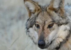 ARCHIVO - Esta fotografía del 24 de enero de 2025 proporcionada por el Departamento de Pesca y Caza de Arizona muestra un lobo gris mexicano en la naturaleza. (Departamento de Pesca y Caza de Arizona vía AP /Archivo)