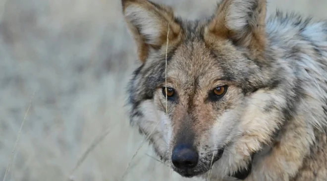 Lobo gris mexicano, en riesgo de perder protección en EEUU: Trump ordena revisar su estatus tras denuncias por ataques a ganado