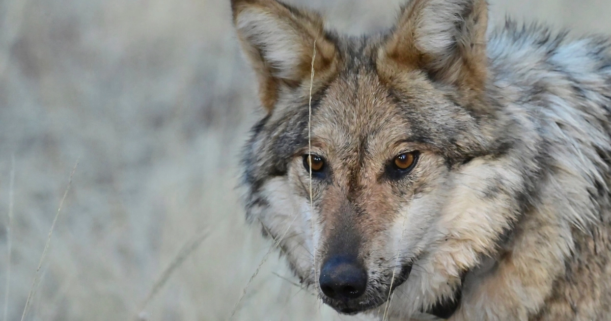 ARCHIVO - Esta fotografía del 24 de enero de 2025 proporcionada por el Departamento de Pesca y Caza de Arizona muestra un lobo gris mexicano en la naturaleza. (Departamento de Pesca y Caza de Arizona vía AP /Archivo)