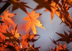¿Por qué los días serán más cortos en México?; descubre cuándo llegara el equinoccio de otoño 2026