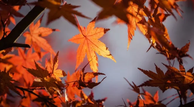 ¿Por qué los días serán más cortos en México?; descubre cuándo llegara el equinoccio de otoño 2026