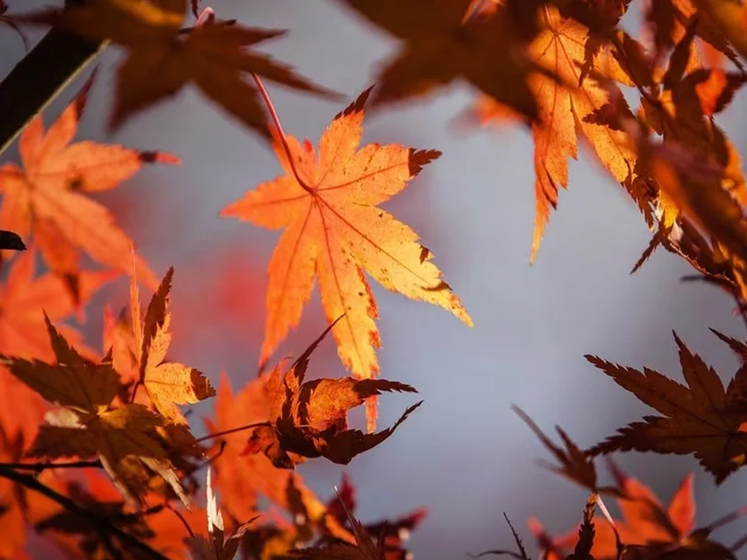 El equinoccio de otoño también beneficia a la siembra y cultivos. Foto: Pixabay