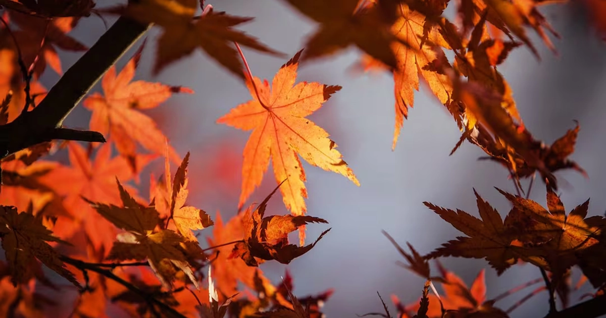 El equinoccio de otoño también beneficia a la siembra y cultivos. Foto: Pixabay