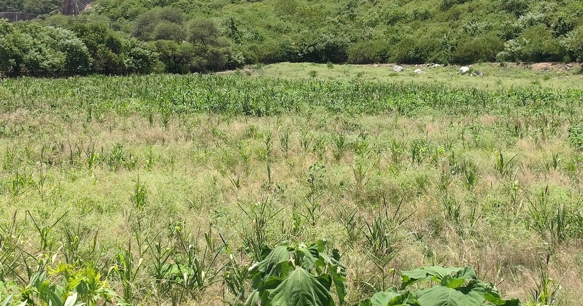 Zona de desastre sequía Guerrero campo (especial)