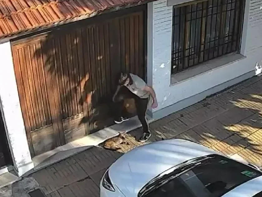 Brutal: un adolescente le aplastó la cabeza a un gato con el pie y quedó grave.