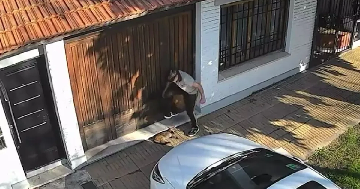 Brutal: un adolescente le aplastó la cabeza a un gato con el pie y quedó grave.