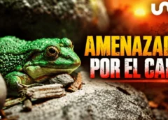 El aumento del calor en el mundo amenaza a miles de especies