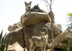 Trump abre la puerta a retirar protección a lobo gris mexicano